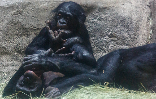 Bonobo Familie
