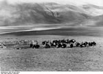 Bundesarchiv Bild 135-GA-1-05-03, Tibetexpedition, Jakkarawane