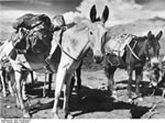 Bundesarchiv Bild 135-KB-04-070, Tibetexpedition, Beladene Lasttiere