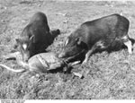 Bundesarchiv Bild 135-KB-17-019, Tibetexpedition, Fressende Hausschweine