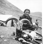 Bundesarchiv Bild 135-KB-17-038, Tibetexpedition, Erlegter Blauschafwidder