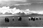 Bundesarchiv Bild 135-S-01-05-10, Tibetexpedition, Landschaftsaufnahme, Viehherde