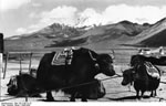 Bundesarchiv Bild 135-S-06-15-19, Tibetexpedition, Jakkarawane