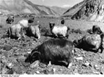 Bundesarchiv Bild 135-S-07-22-26, Tibetexpedition, Ziegen