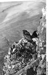 Bundesarchiv Bild 135-S-14-16-10, Tibetexpedition, Kolkrabe neben Nest