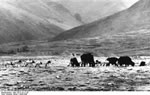 Bundesarchiv Bild 135-S-15-11-28, Tibetexpedition, Schwarzhalskraniche, Jaks