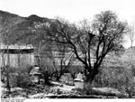Bundesarchiv Bild 135-BB-176-05, Tibetexpedition, Park Mit Aprikosenbaum