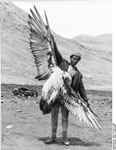 Bundesarchiv Bild 135-KB-17-095, Tibetexpedition, Erlegter Schneegeier