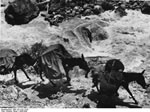 Bundesarchiv Bild 135-S-02-13-03, Tibetexpedition, Karawane, Lasttiere