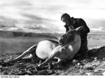 Bundesarchiv Bild 135-S-05-01-23, Tibetexpedition, Wienert Mit Wildpferd