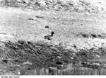 Bundesarchiv Bild 135-S-12-03-37, Tibetexpedition, Krickente