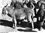 Bundesarchiv Bild 135-S-08-25-39, Tibetexpedition, Esel