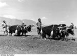 Bundesarchiv Bild 135-S-09-09-12, Tibetexpedition, Feldarbeit mit Jaks