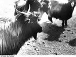Bundesarchiv Bild 135-S-10-23-34, Tibetexpedition, Ziegen