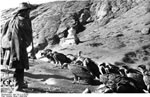 Bundesarchiv Bild 135-S-12-50-06, Tibetexpedition, Ragyapa, Geier