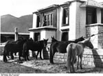Bundesarchiv Bild 135-S-13-10-24, Tibetexpedition, Pferde vor Gebäude