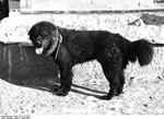 Bundesarchiv Bild 135-S-17-02-21, Tibetexpedition, Tibetischer Hund
